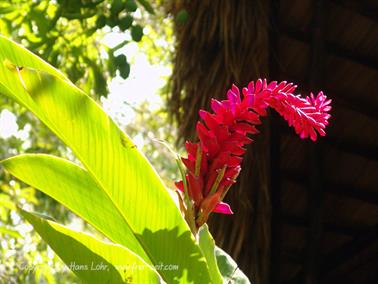 2010 Cuba, Chivirico, Hotel Brisas Sierra Mar, DSC00178b_B740